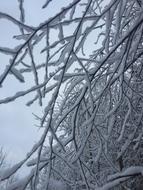 snowy branches in winter