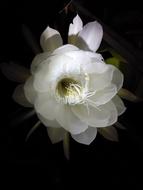white open flower on a black background
