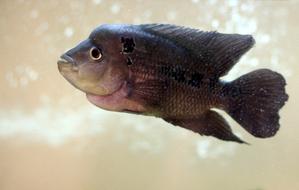 Aquarium Exotic Fish