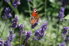 Close-up of the beautiful patterned butterfly admiral on a beautiful blooming purple lavender flowers