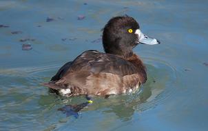 goodly Bird Duck