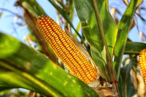 yellow ripe corn in the field