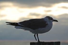 goodly Seagull One Bird