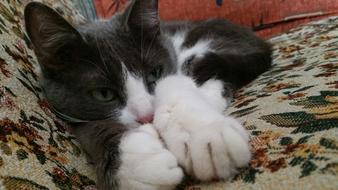 Cat Kitten