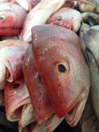 fresh fish at a market in Tampico
