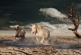 Horse Desert Tree