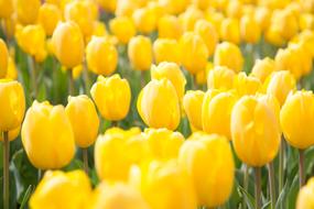 Spring Flowers Tulip