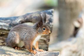 goodly Squirrel Animal
