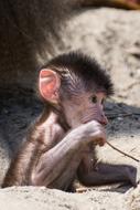 Monkey Young Zoo