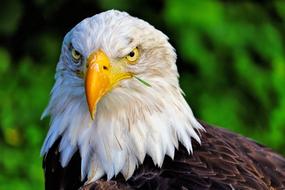 Portrait of the beautiful brown and white eagle with yellow beak in Holland