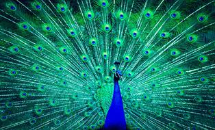 goodly Peacock Animal