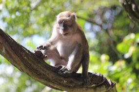 Monkey Branch Sitting