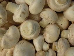 Delicious ripe porcini mushrooms