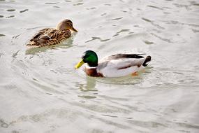 Pair Of Ducks Lovers Pond
