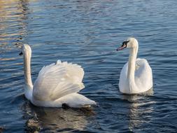 goodly Swan Sea