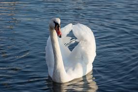 white Swan Sea