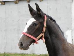 farmer horse in a bridle