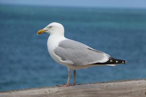 profile photo of a seagull against the background of a warm sea