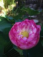 Lotus Two Days