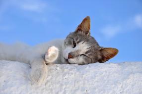 amazingly beautiful Cat Sleep