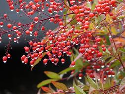 Drop Of Water Rowanberries
