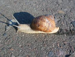 Snail Creep