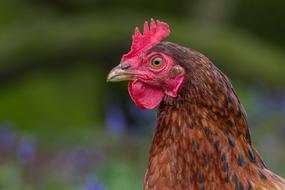 perfect Rooster Chicken