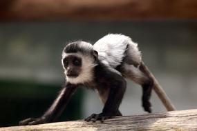 Eastern Colobus Gveretsa