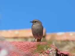 little gray bird sits on the edge of the roof