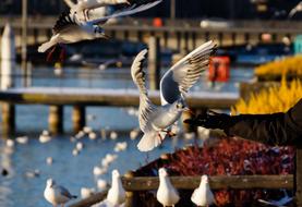 feeding birds by hand
