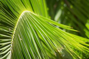 Palm Leaves Leaf