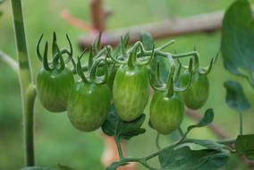 green raw tomatoes