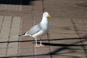 amazingly beautiful Seagull Goeland