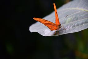 Torch Dryas Butterfly