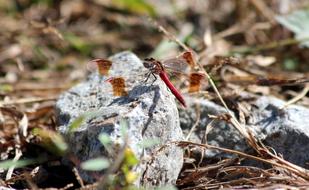 Dragonfly Red and Stone