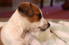 impressively beautiful Puppy Jack Russell