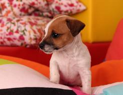 pretty Puppy Jack Russell
