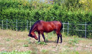 Horse Summer green bush