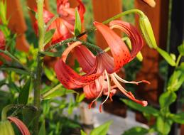 orange Flowers Lily Summer