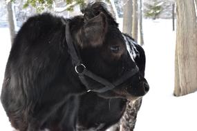 Cow Winter Snow