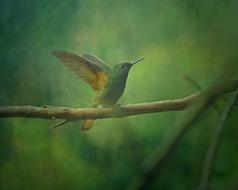 hummingbird perched branch, digital art