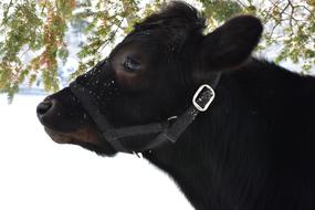 Cow Winter Snow