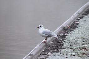 perfect Seagull Water Bird