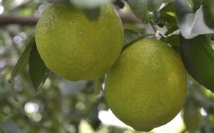 Lime Fruit Citric