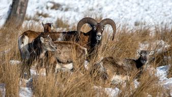 Muflons in wild at winter