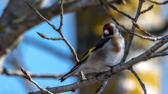 European Goldfinch Bird among the branches of a tree on a sunny day