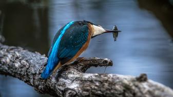 common kingfisher with fish in its beak