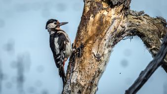 goodly Spotted Bird Wings