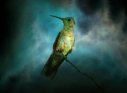 Texture Background Hummingbird exotic