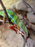Animals The Lizard Gad